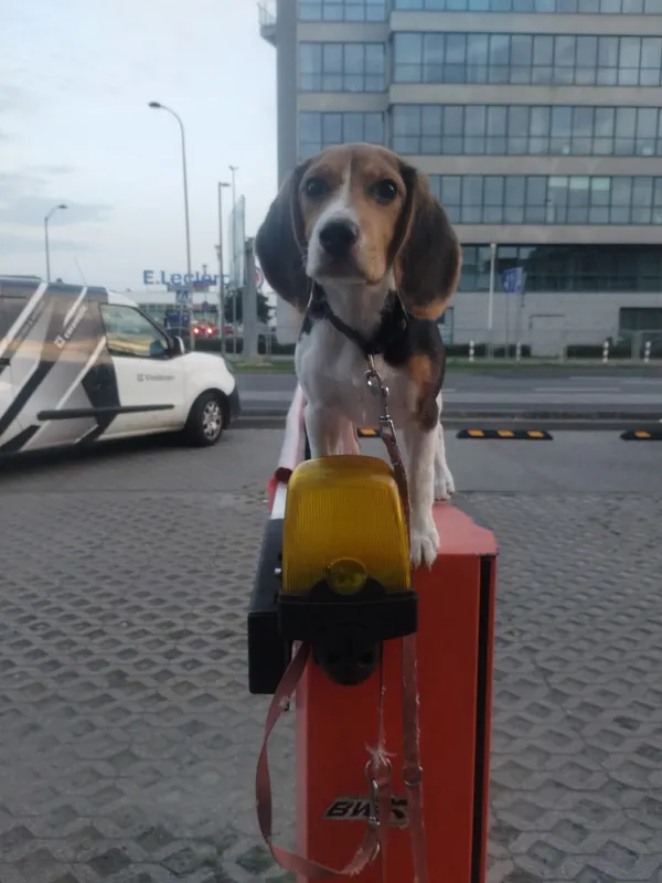 Zaginął pies, Warszawa, Okęcie, 8 września 2025