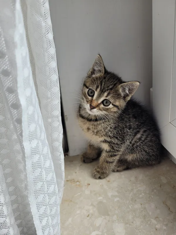 Oddam kota, Warszawa, Wyględów, 8 września 2025 (1/5)