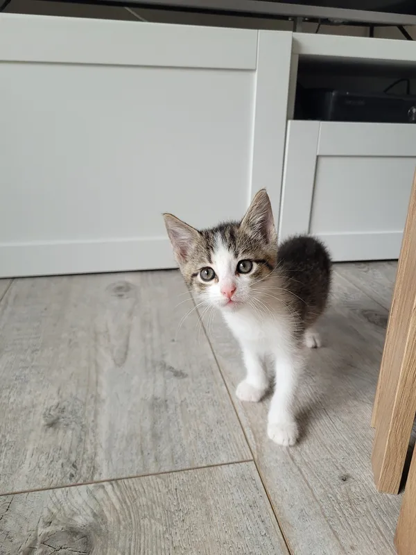 Oddam kota, Warszawa, Wyględów, 8 września 2025 (2/5)