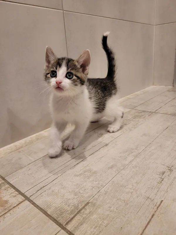 Oddam kota, Warszawa, Wyględów, 8 września 2025 (3/5)