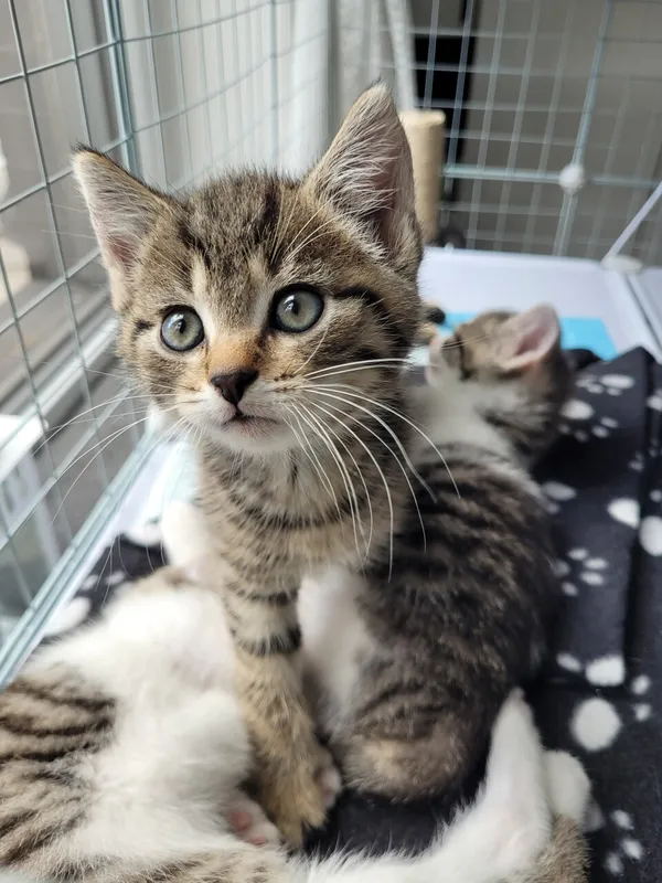 Oddam kota, Warszawa, Wyględów, 8 września 2025 (4/5)