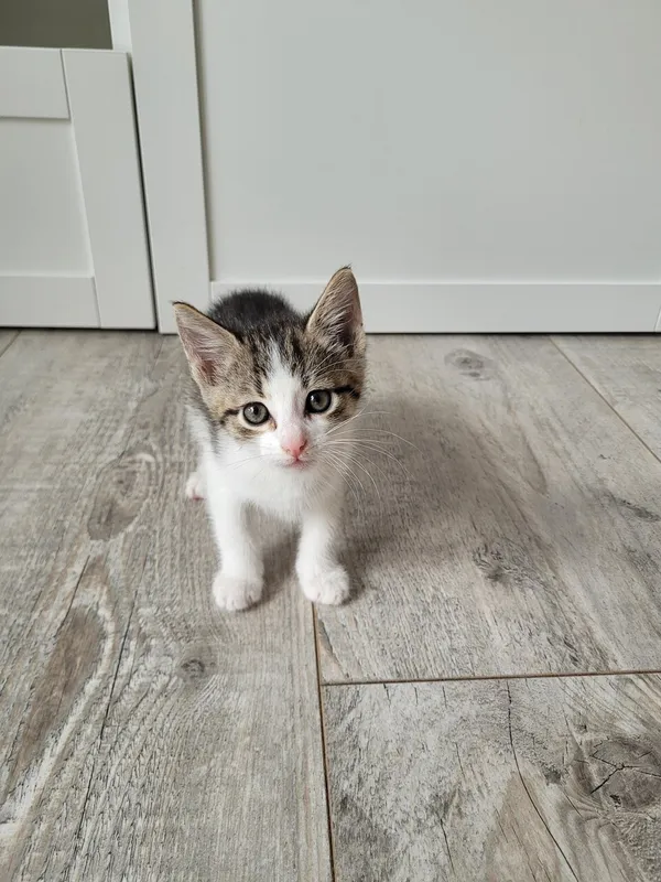 Oddam kota, Warszawa, Wyględów, 8 września 2025 (5/5)