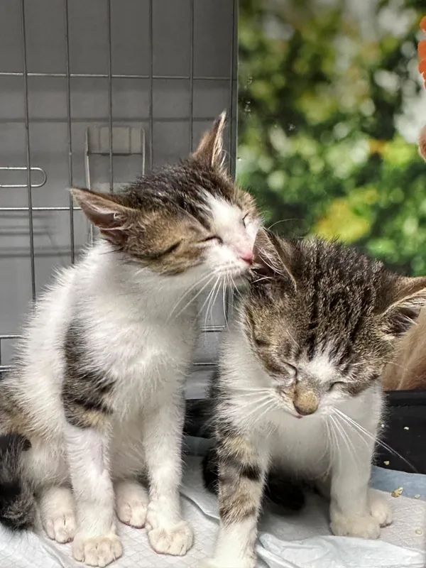 Oddam kota, Warszawa, Solec, 8 września 2025 (3/4)