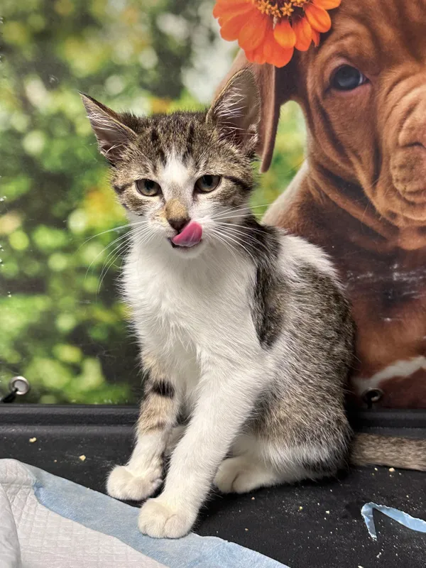 Oddam kota, Warszawa, Solec, 8 września 2025 (4/4)