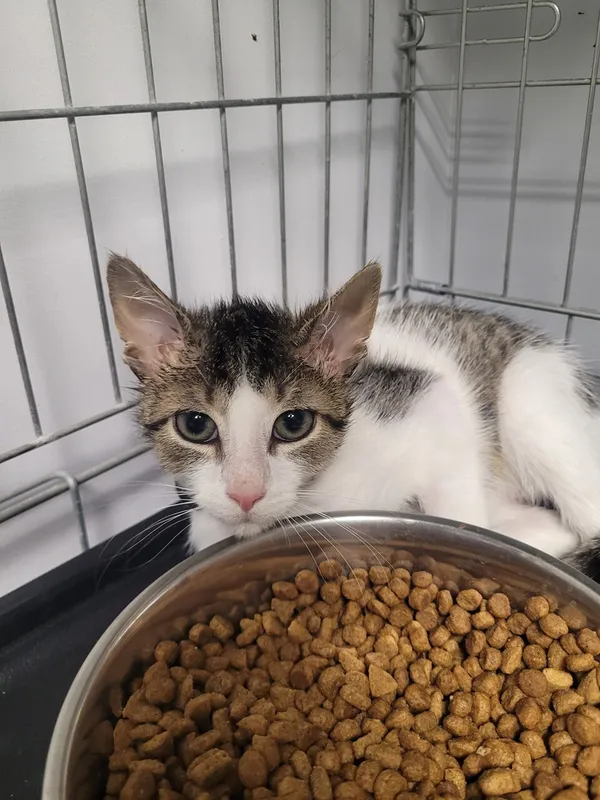 Oddam kota, Warszawa, Koło, 8 września 2025