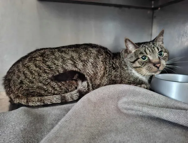 Znaleziono kota, Olsztyn, 7 września 2025