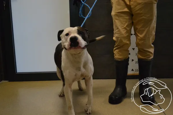 Znaleziono psa, Chełmek, 7 września 2025