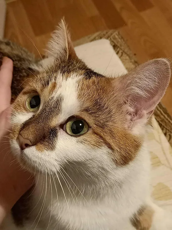 Zaginął kot, Łódź, Retkinia, 8 września 2025 (1/4)