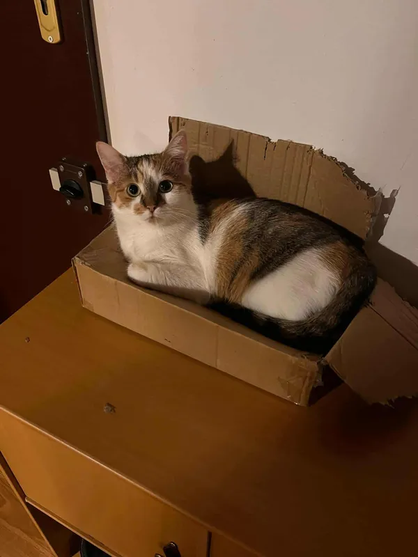 Zaginął kot, Łódź, Retkinia, 8 września 2025 (2/4)