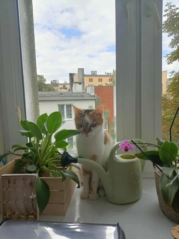 Zaginął kot, Łódź, Retkinia, 8 września 2025 (3/4)