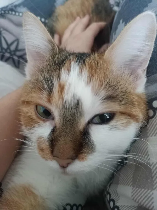 Zaginął kot, Łódź, Retkinia, 8 września 2025 (4/4)