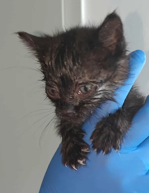 Znaleziono kota, Lublin, 5 września 2025