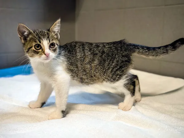 Kot do adopcji, Sopot, 7 września 2025 (2/3)