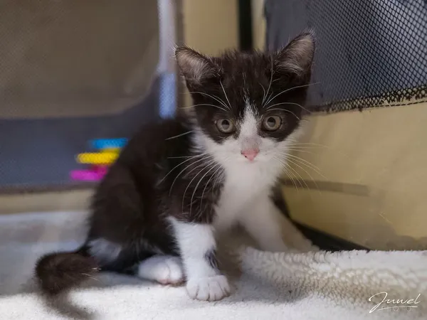 Kot do adopcji, Sopot, 7 września 2025 (2/3)