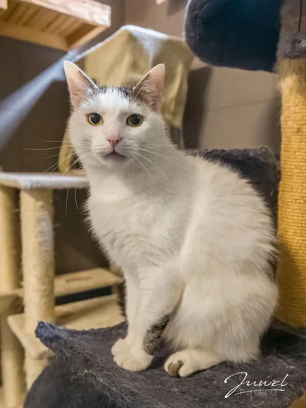 Kot do adopcji, Sopot, 7 września 2025 (1/3)