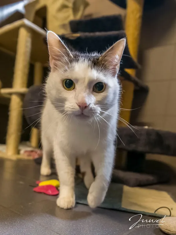 Kot do adopcji, Sopot, 7 września 2025 (3/3)