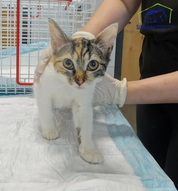 Znaleziono kota, Szczecin, 7 września 2025