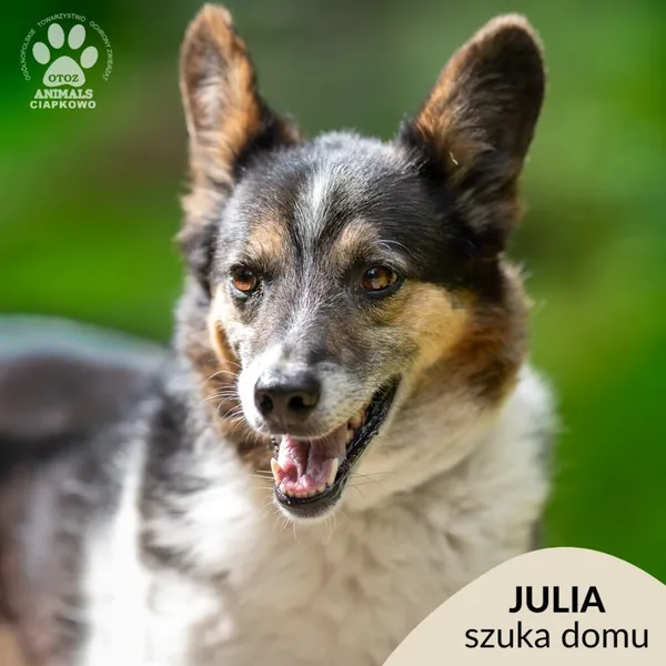 Pies do adopcji, Gdynia, 8 września 2025 (1/5)