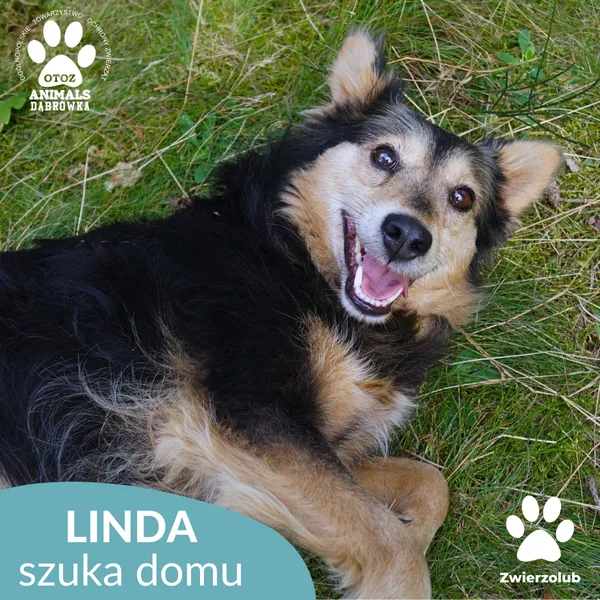 Pies do adopcji, Dąbrówka, 8 września 2025 (1/5)