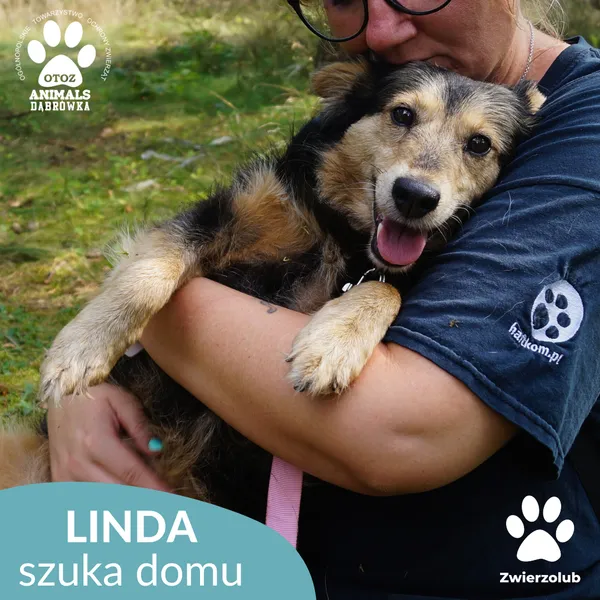 Pies do adopcji, Dąbrówka, 8 września 2025 (2/5)