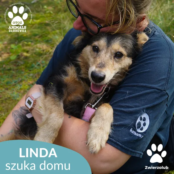 Pies do adopcji, Dąbrówka, 8 września 2025 (3/5)