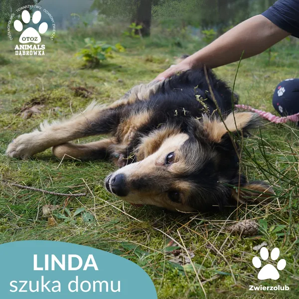 Pies do adopcji, Dąbrówka, 8 września 2025 (4/5)