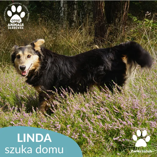 Pies do adopcji, Dąbrówka, 8 września 2025 (5/5)