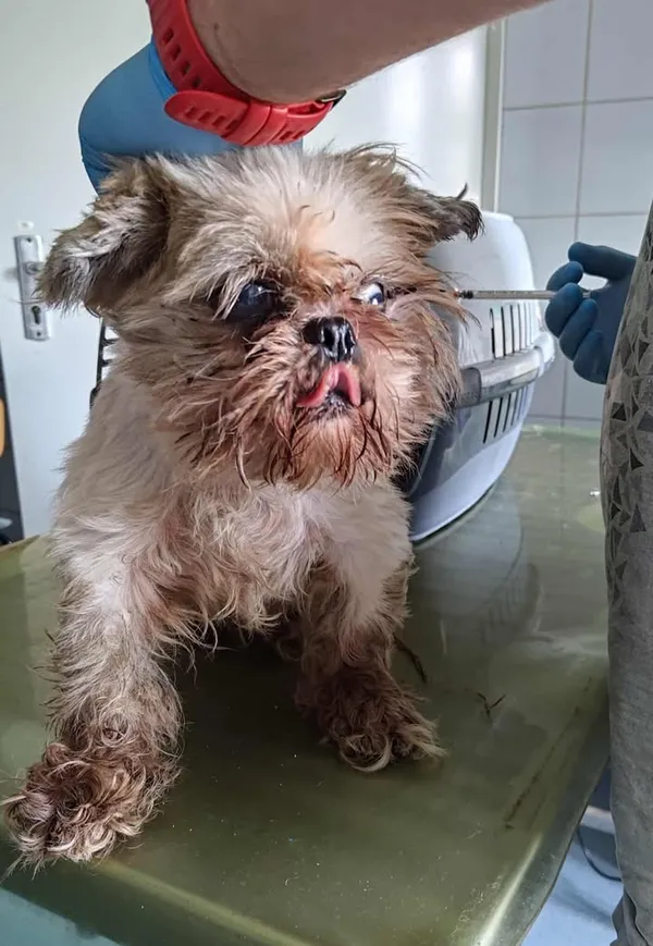 Znaleziono psa, Lublin, 7 września 2025