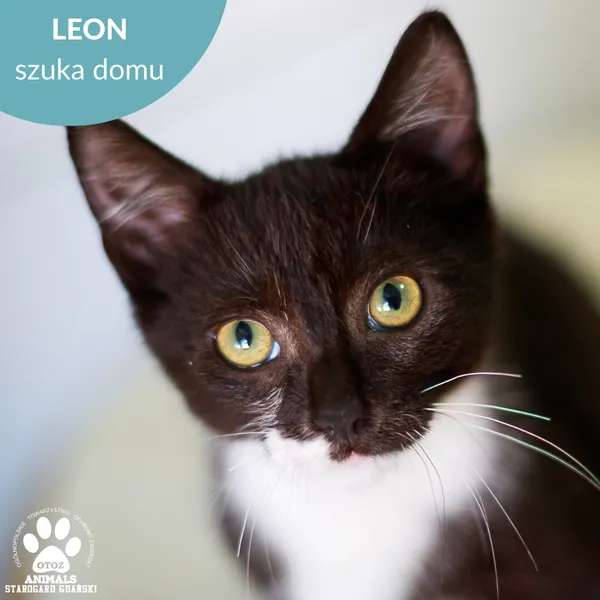 Kot do adopcji, Starogard Gdański, 8 września 2025 (1/2)