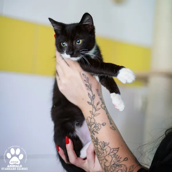 Kot do adopcji, Starogard Gdański, 8 września 2025 (2/2)