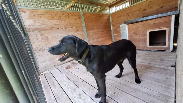 Pies do adopcji, Orzechowce, 3 września 2025 (2/5)