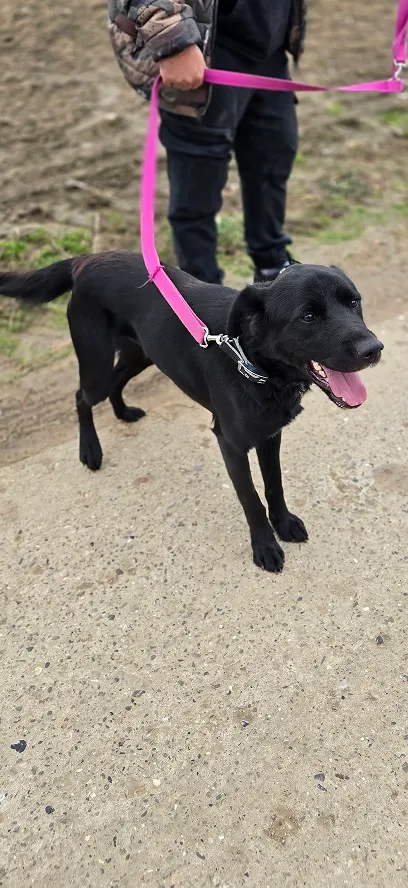 Pies do adopcji, Orzechowce, 3 września 2025 (5/5)