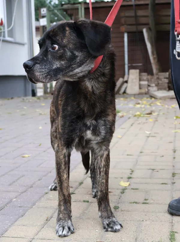 Znaleziono psa, Łódź, 7 września 2025 (1/3)