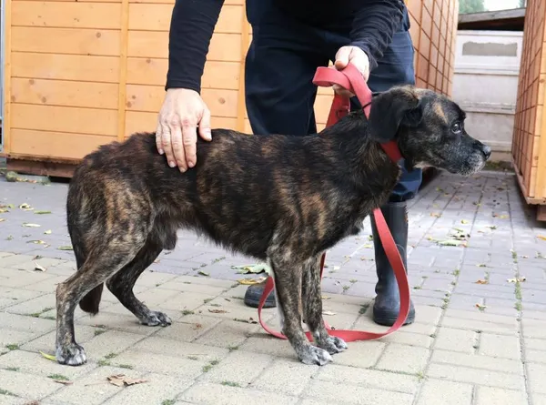 Znaleziono psa, Łódź, 7 września 2025 (2/3)