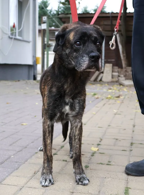 Znaleziono psa, Łódź, 7 września 2025 (3/3)