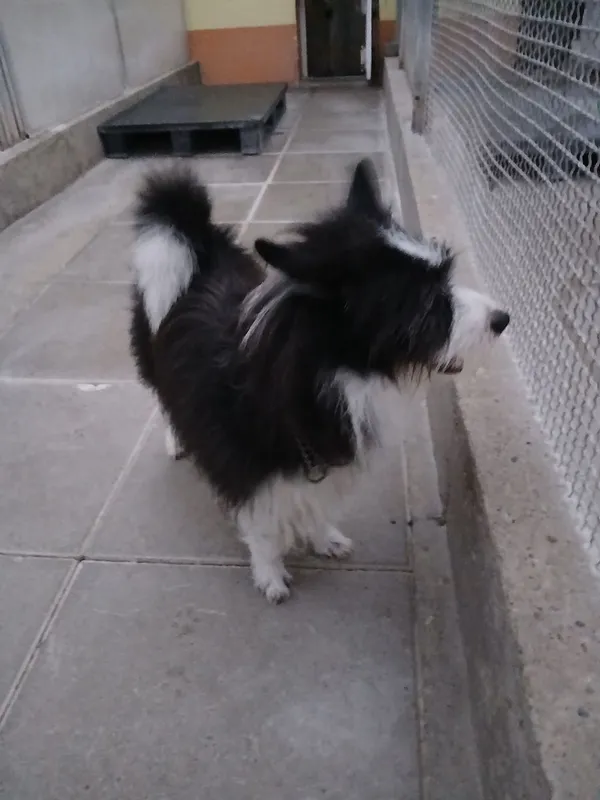 Znaleziono psa, Gdańsk, 8 września 2025