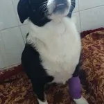 Znaleziono psa