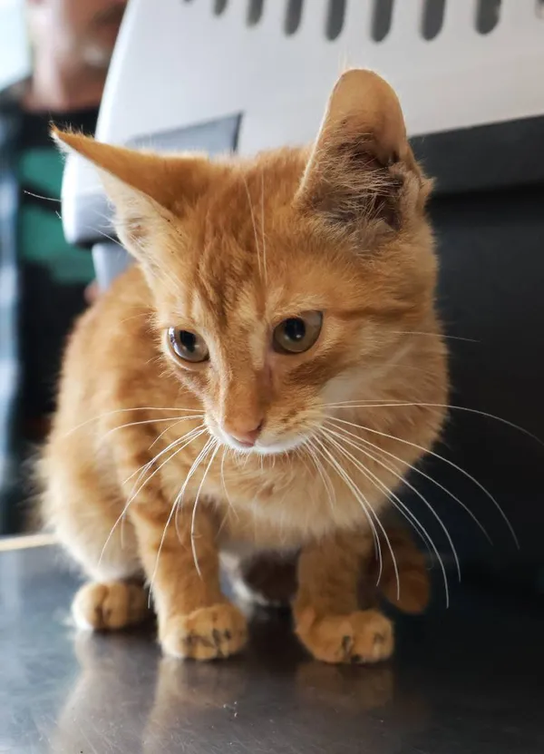 Znaleziono kota, Łódź, 8 września 2025 (4/5)