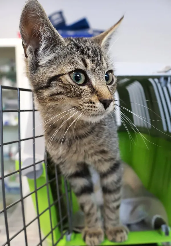 Znaleziono kota, Łódź, 8 września 2025 (1/5)