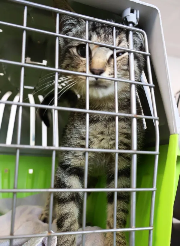 Znaleziono kota, Łódź, 8 września 2025 (2/5)