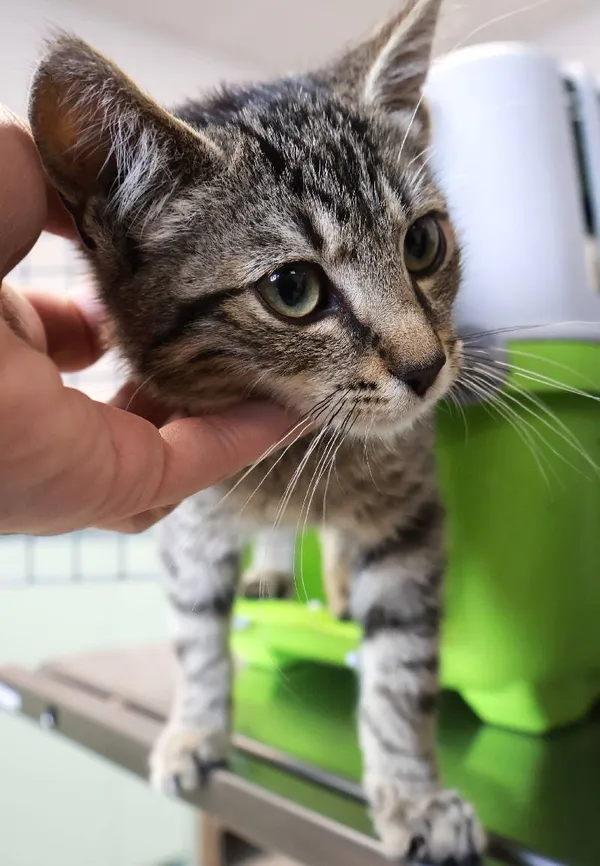 Znaleziono kota, Łódź, 8 września 2025 (3/5)