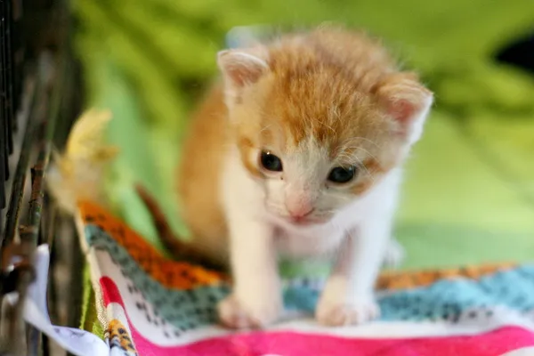 Znaleziono kota, Wałbrzych, 7 września 2025 (1/2)