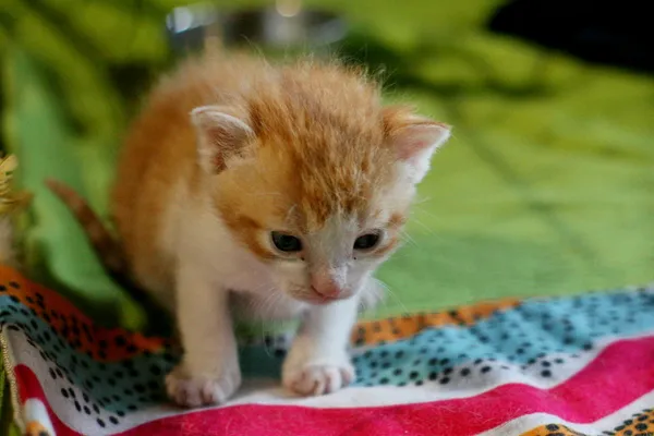 Znaleziono kota, Wałbrzych, 7 września 2025 (2/2)