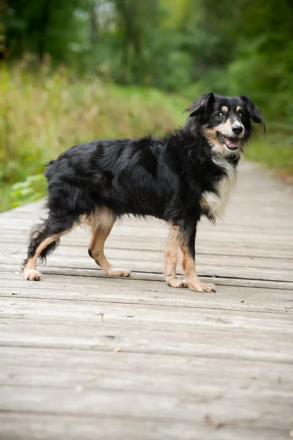 Znaleziono psa, Sosnowiec, 6 września 2025 (2/5)