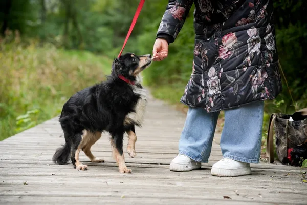 Znaleziono psa, Sosnowiec, 6 września 2025 (3/5)