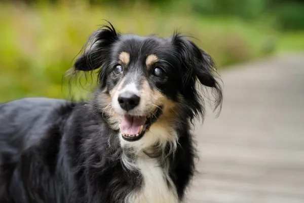 Znaleziono psa, Sosnowiec, 6 września 2025 (5/5)