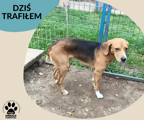 Znaleziono psa, Dąbrówka, 6 września 2025 (2/2)