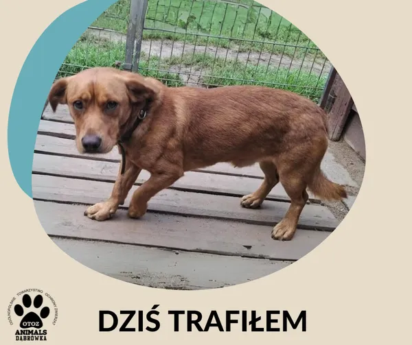 Znaleziono psa, Dąbrówka, 7 września 2025