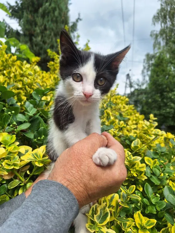 Oddam kota, Warszawa, Nowe Miasto, 9 września 2025 (1/3)