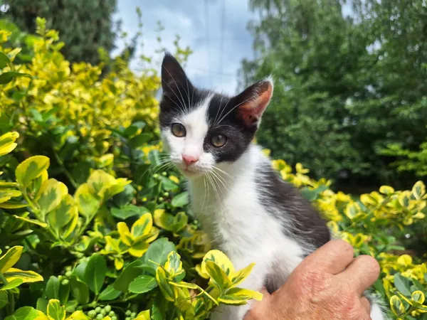 Oddam kota, Warszawa, Nowe Miasto, 9 września 2025 (2/3)